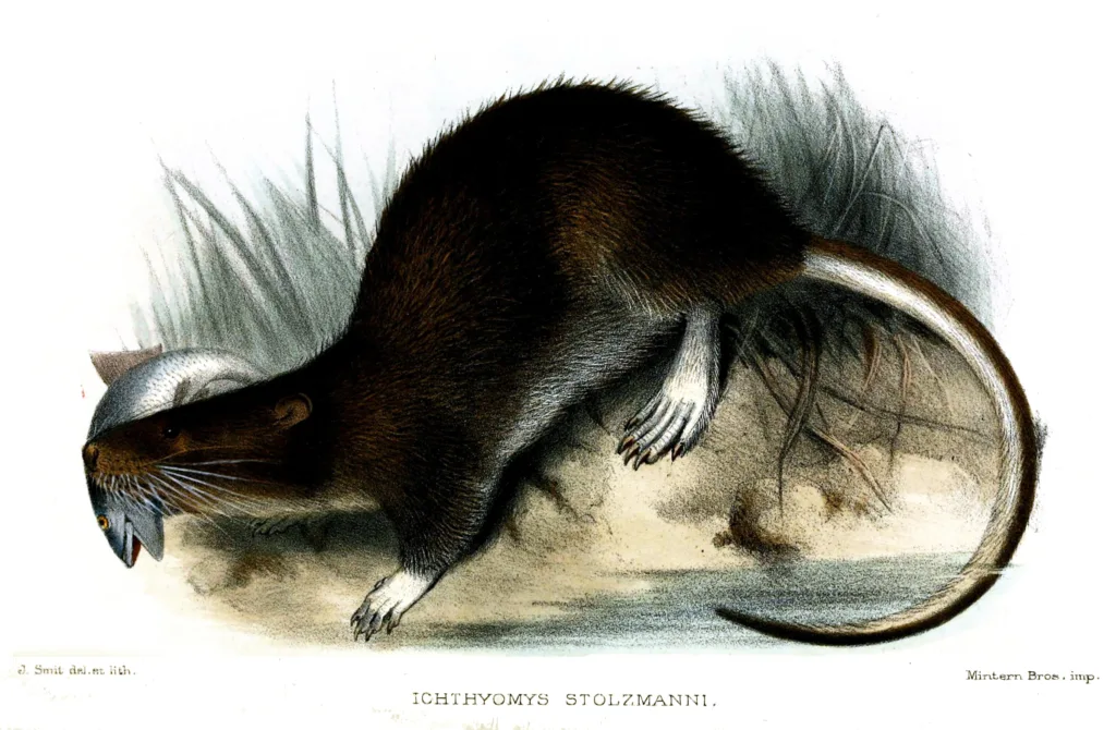 Interesting: How many chromosomes do dogs have? 2 IcthyomysStolzmanniSmit1