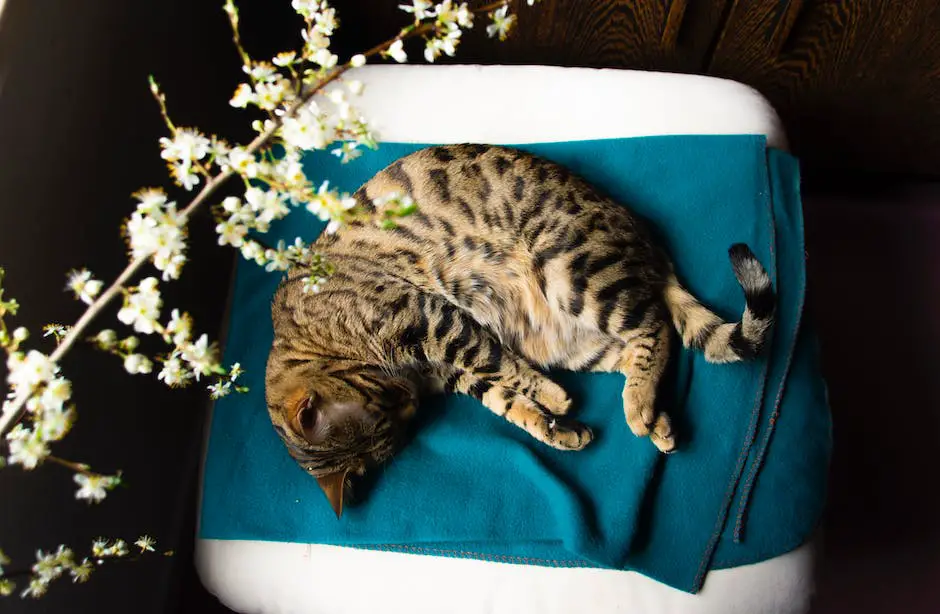 Are bengal cats hypoallergenic? 3 are bengal cats hypoallergenic_2