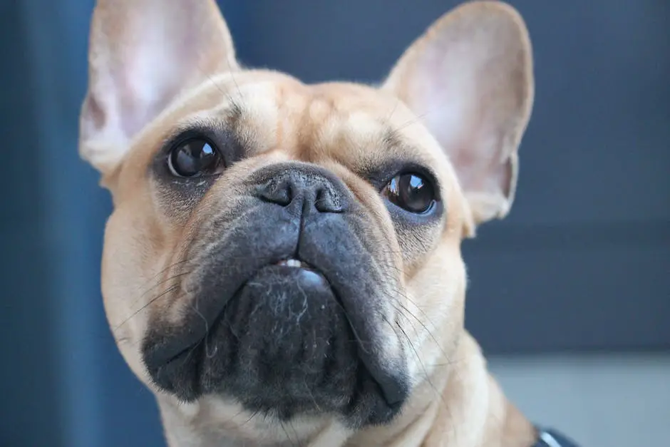 Are french bulldogs good dogs? 2 are french bulldogs good dogs_1