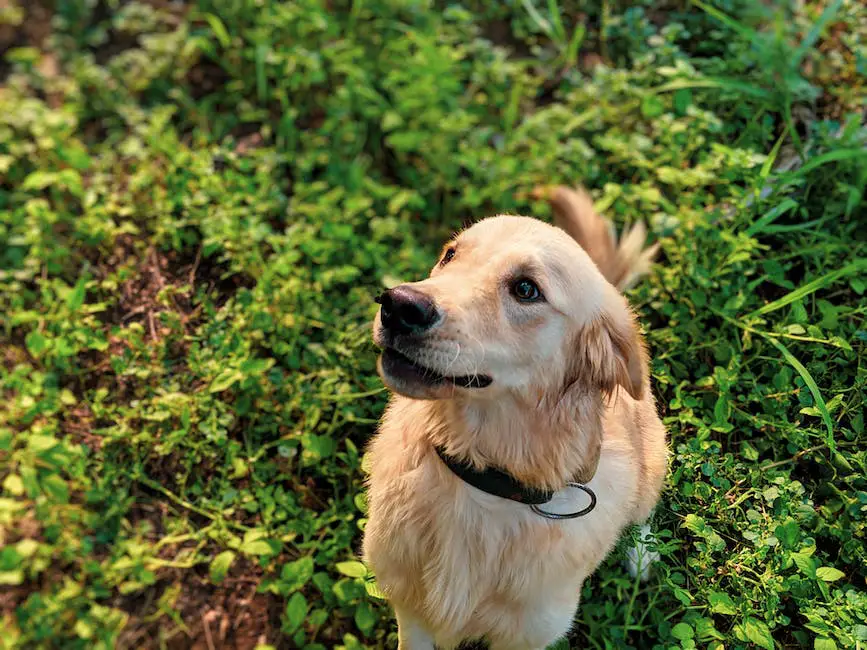 Are golden retrievers a type of labrador? 2 are golden retrievers a type of labrador_1