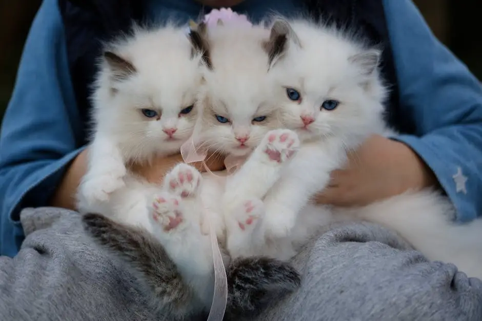 Are siberian cats hypoallergenic? 3 are siberian cats hypoallergenic_2