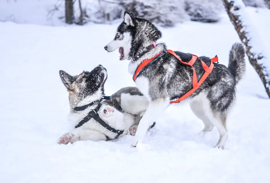 Can dogs have vanilla ice cream? 2 can dogs have vanilla ice cream_1