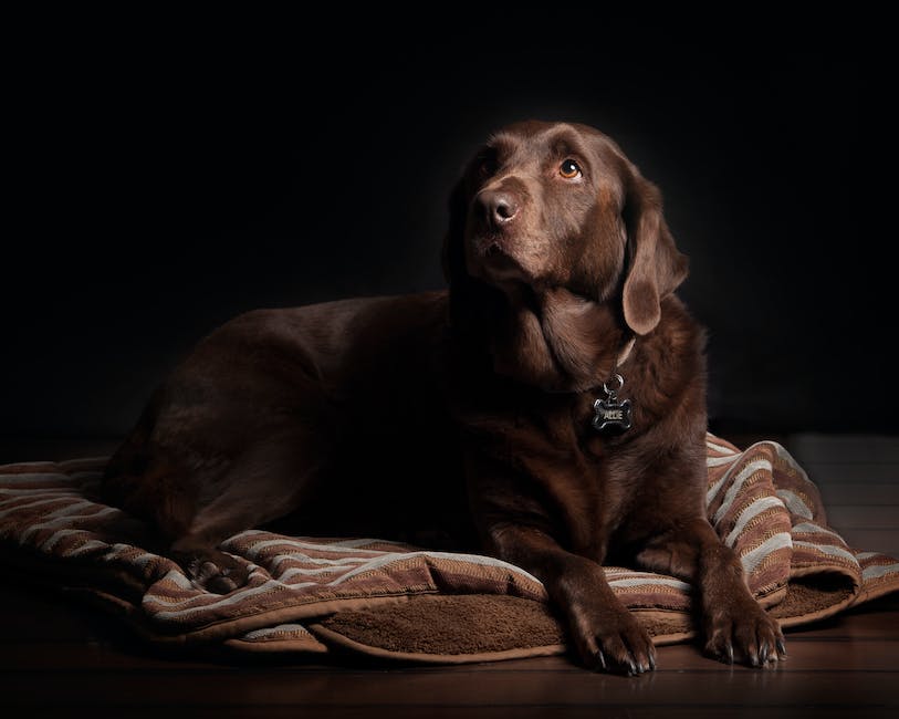 How big can a labrador retriever get? 2 how big can a labrador retriever get_1