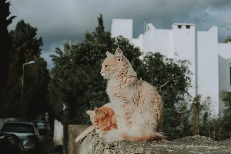 How big do maine coon cats get? 2 how big do maine coon cats get_1