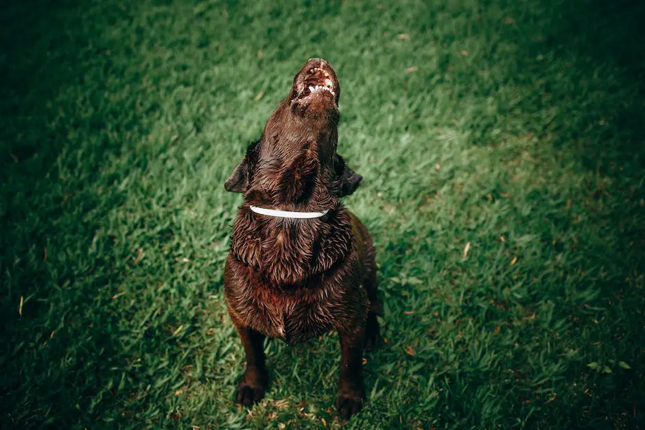 How long can a dog bark legally? 3 how long can a dog bark legally_2