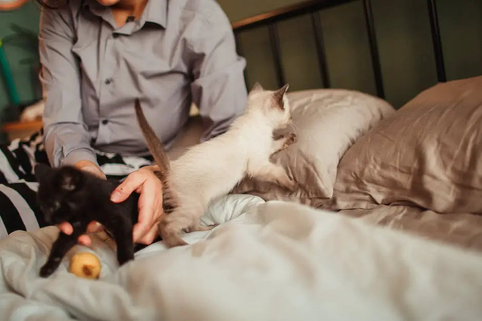 How long does it take for cats to have kittens? 3 how long does it take for cats to have kittens_2