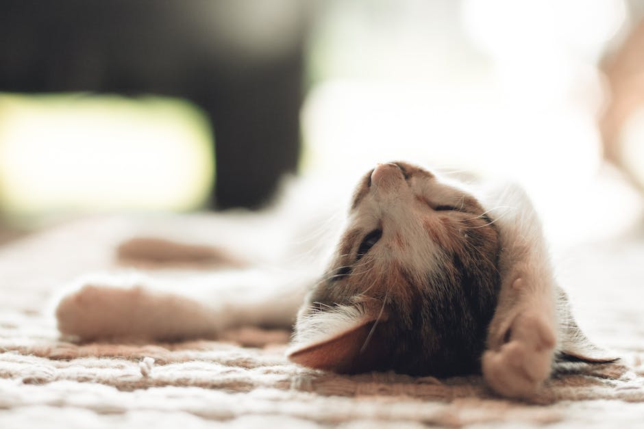 How many hours do cats sleep a day? 2 how many hours do cats sleep a day_1