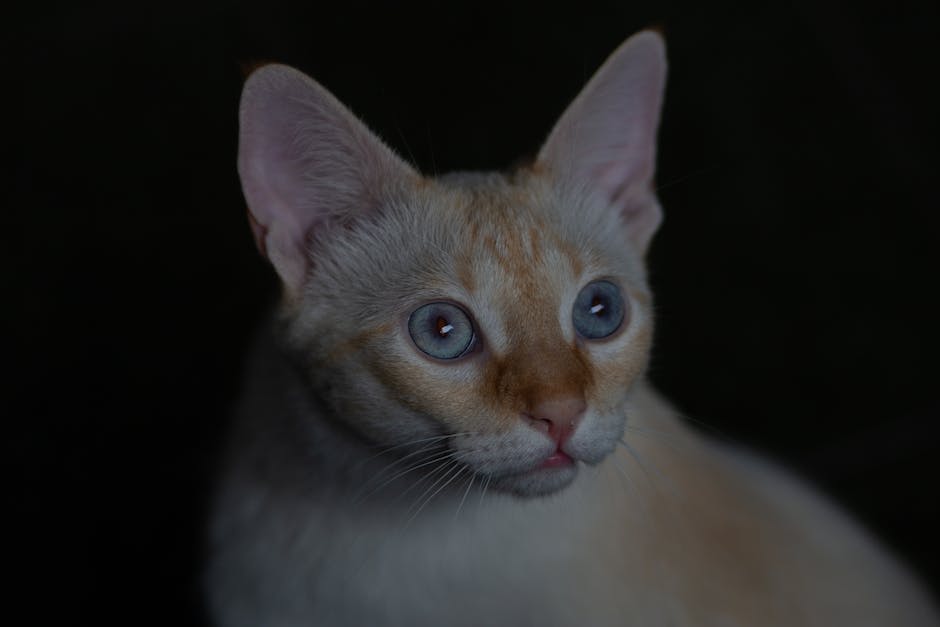 How to get rid of ear mites in cats? 2 how to get rid of ear mites in cats_1