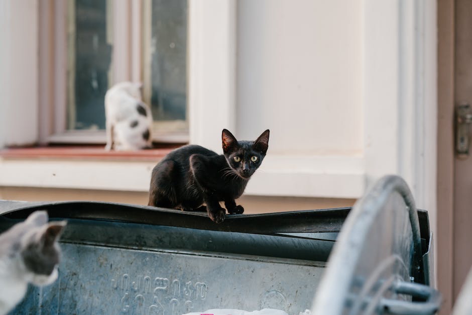How to get ride of stray cats? 2 how to get ride of stray cats_1