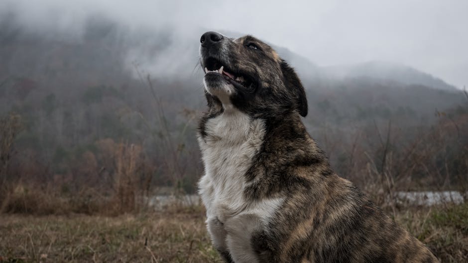 How to get your dog to stop barking? 2 how to get your dog to stop barking_1