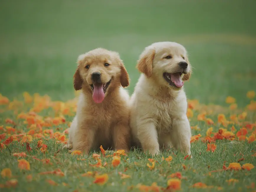 How to get your dog to stop barking? 3 how to get your dog to stop barking_2