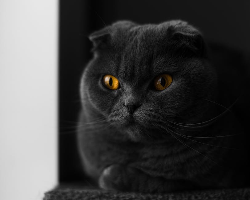 How to neutralize cat urine? 2 how to neutralize cat urine_1