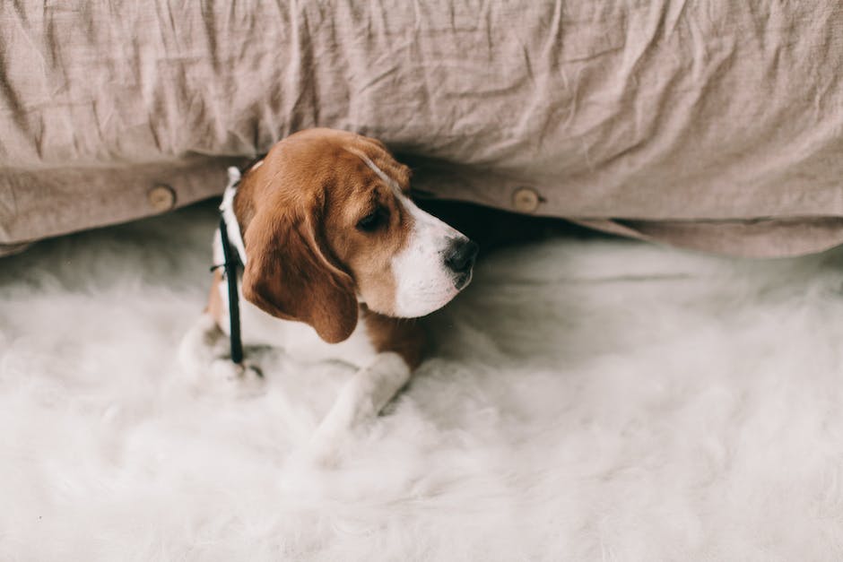How to potty train a beagle puppy? 3 how to potty train a beagle puppy_2
