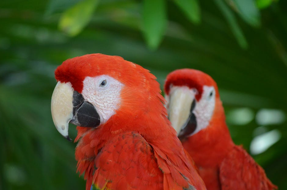 Is it leagal to keep parrots as pets? 3 is it leagal to keep parrots as pets_2