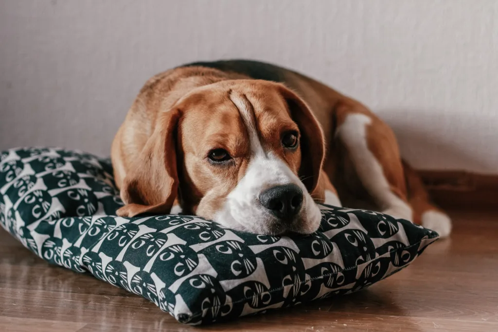 Do beagles howl? 2 beagle laying on pillow