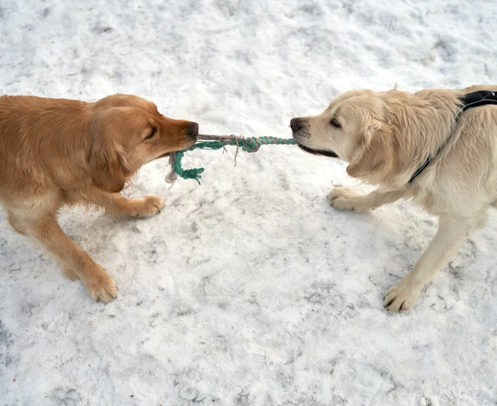 When does golden retriever calm down? 2 two golden retriveres playing with rope