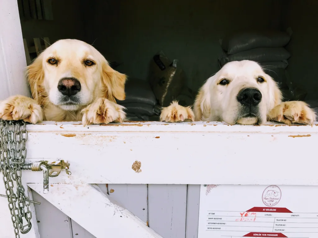 What is a best crate size for golden retriever? 2 two retrievers at barn door