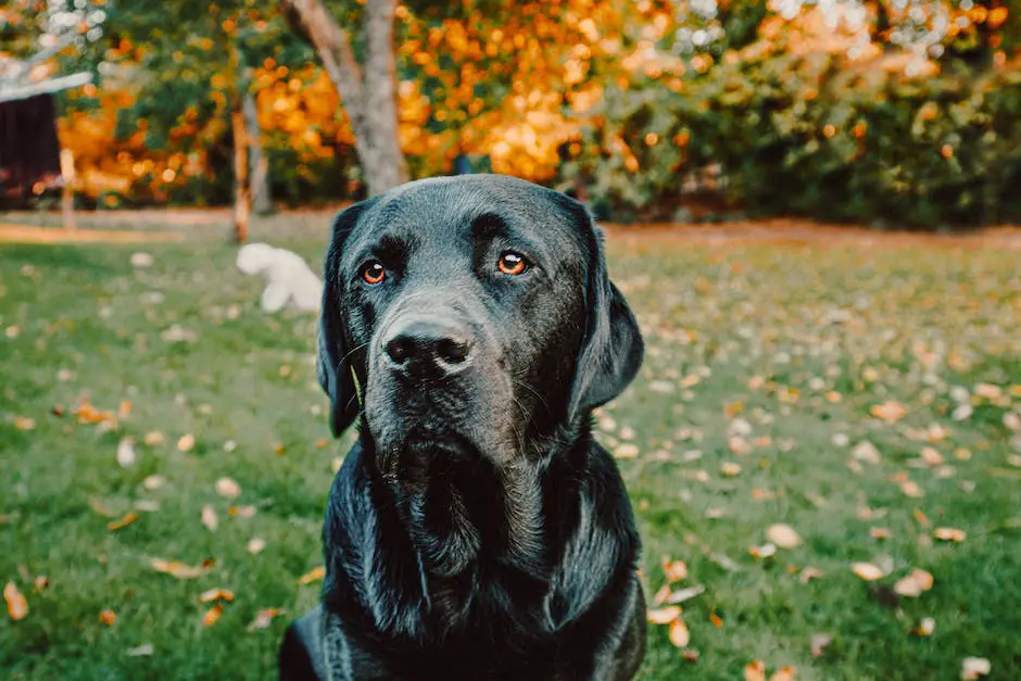What do labrador retrievers eat? 3 what do labrador retrievers eat_2