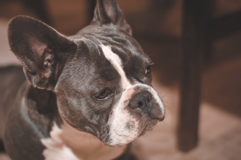 What is a french bulldog mixed with? 3 what is a french bulldog mixed with_2