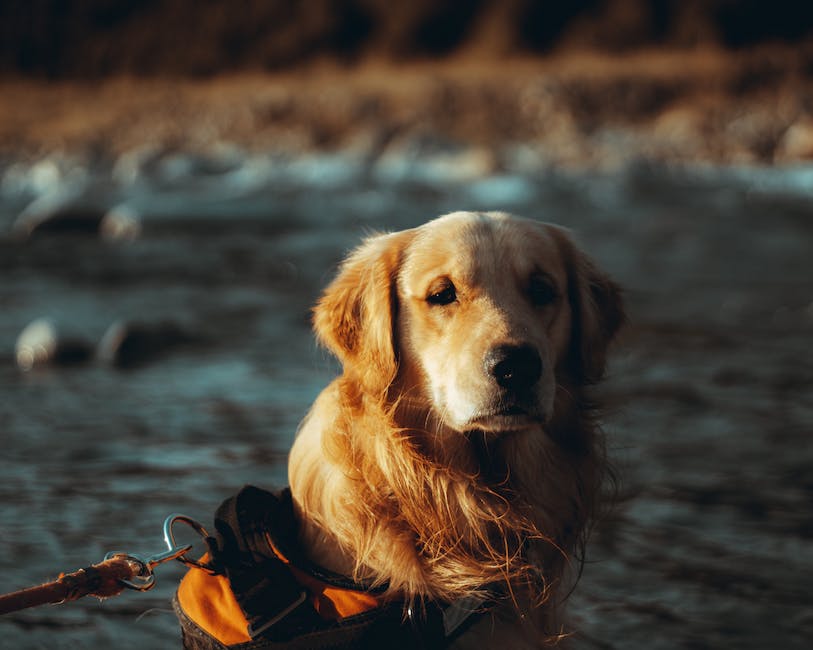 What is the smartest dog breed? 2 what is the smartest dog breed_1