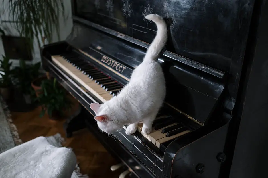 what kind of music do cats like 1.jpg
