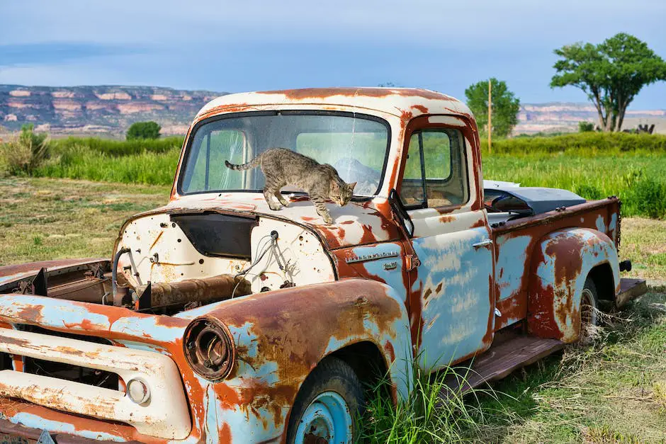 What to do when your cat is in heat? 3 what to do when your cat is in heat_2