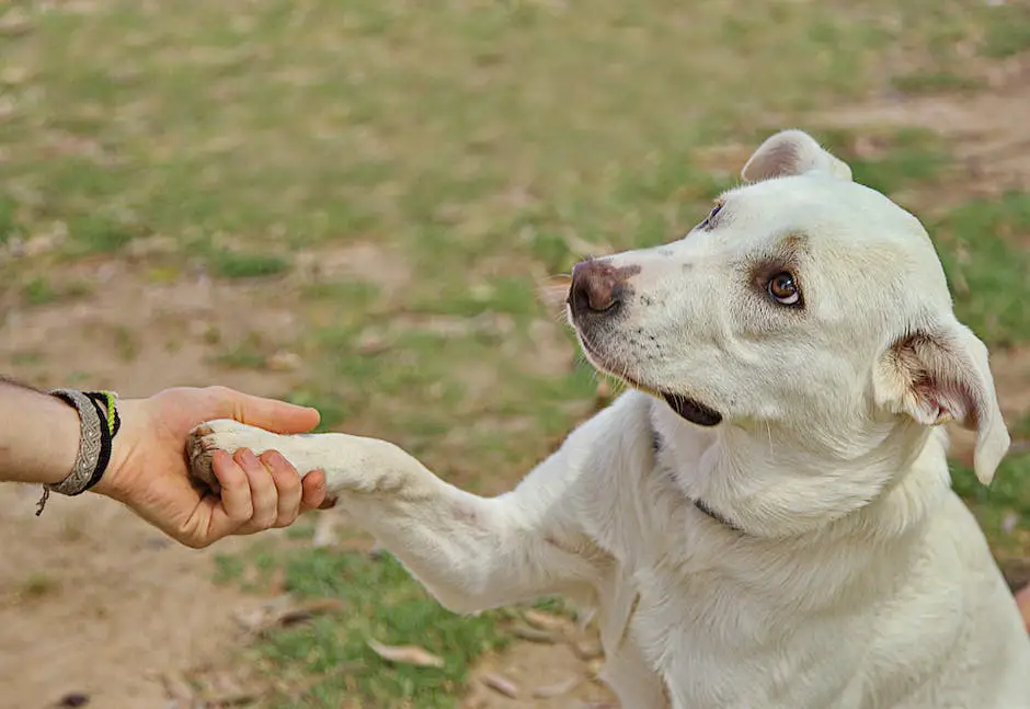 What to give a dog with diarrhea? 3 what to give a dog with diarrhea_2