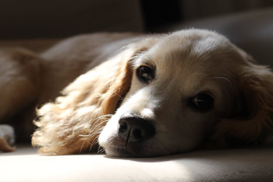 When is a golden retriever full grown? 3 when is a golden retriever full grown_2