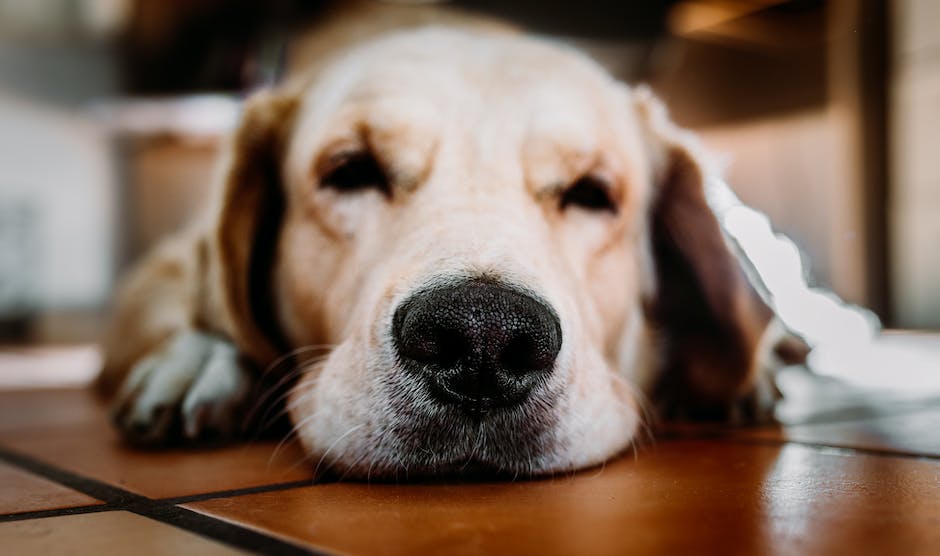 When is national golden retriever day? 2 when is national golden retriever day_1