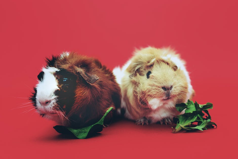 Where are guinea pigs found in the wild? 3 where are guinea pigs found in the wild_2