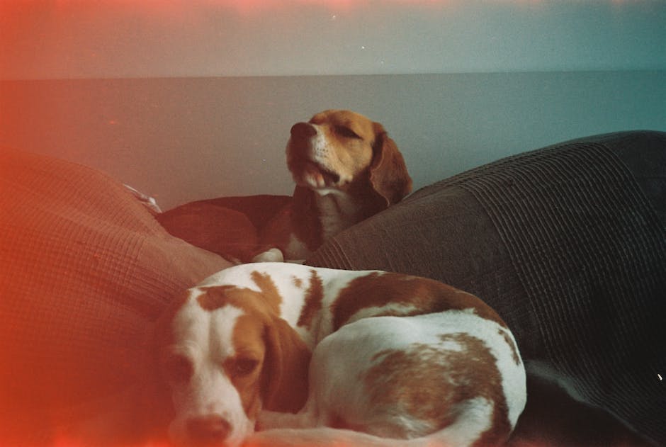 Where did beagles originate? 2 where did beagles originate_1