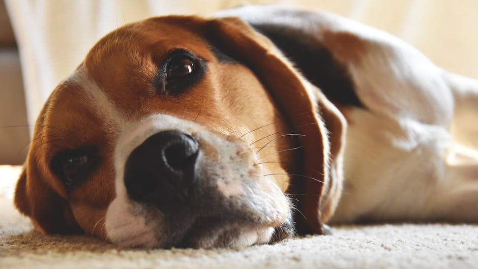 Where did beagles originate? 3 where did beagles originate_2