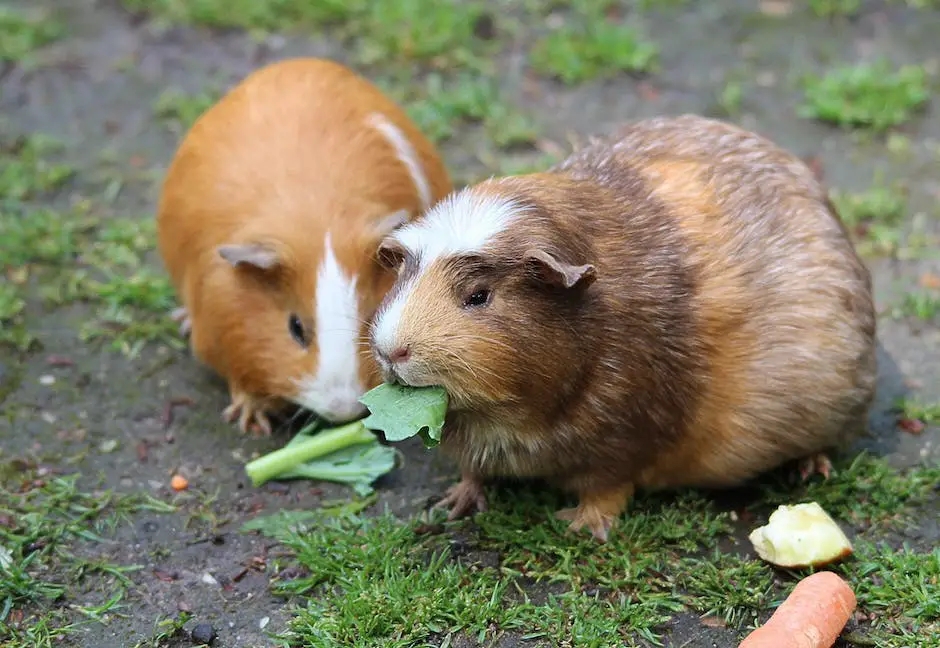 Why are guinea pigs called guinea pigs? 3 why are guinea pigs called guinea pigs_2