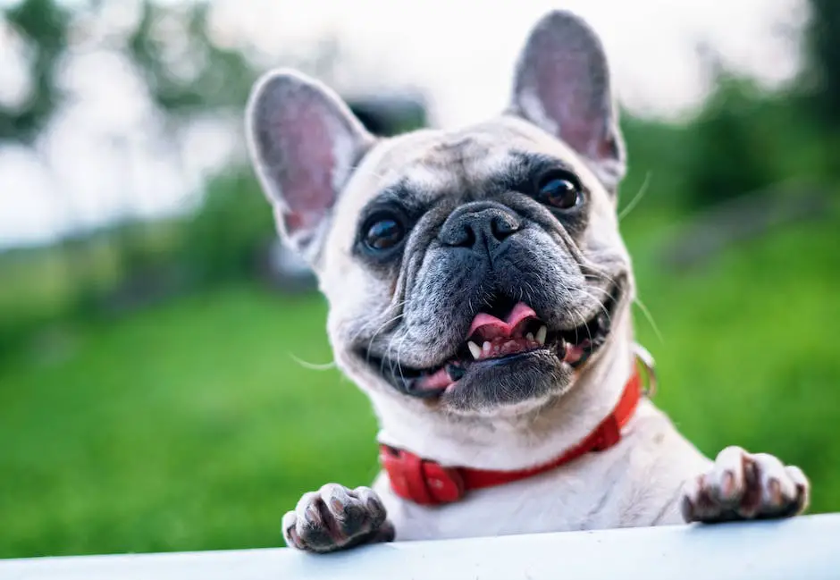 Why do french bulldogs snort? 3 why do french bulldogs snort_2