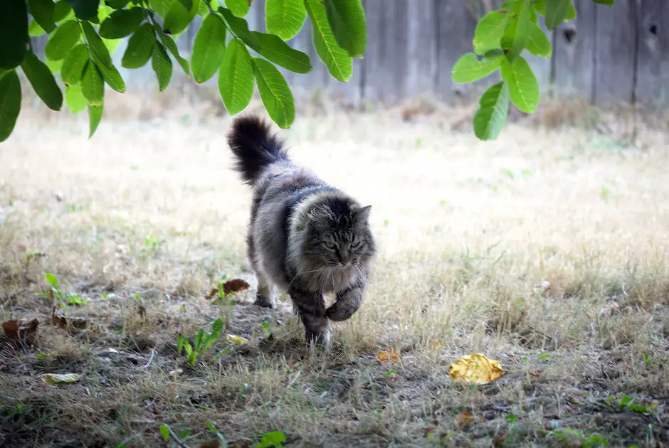 Why does my cat follow me everywhere? 3 why does my cat follow me everywhere_2