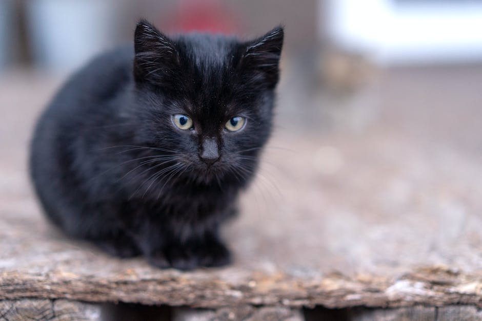 Why is my cat peeing everywhere? 3 why is my cat peeing everywhere_2