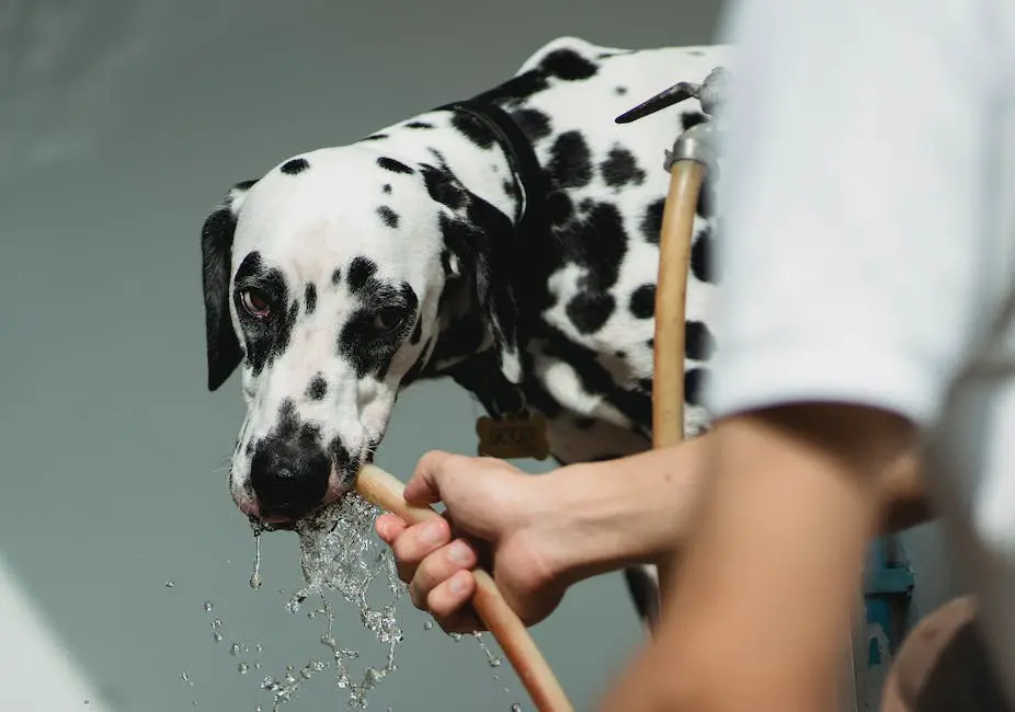 Why is my dog drinking so much water? 2 why is my dog drinking so much water_1