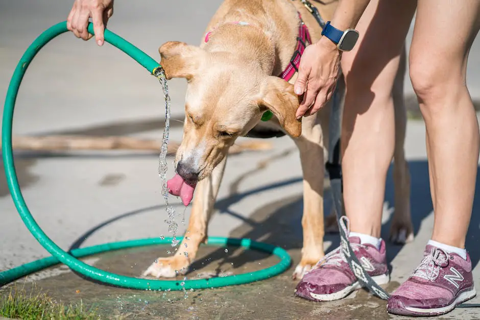 Why is my dog drinking so much water? 3 why is my dog drinking so much water_2