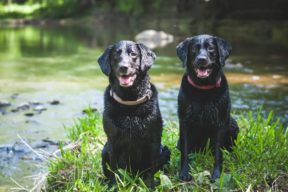 Will a coyote attack a labrador retriever? 2 will a coyote attack a labrador retriever_1