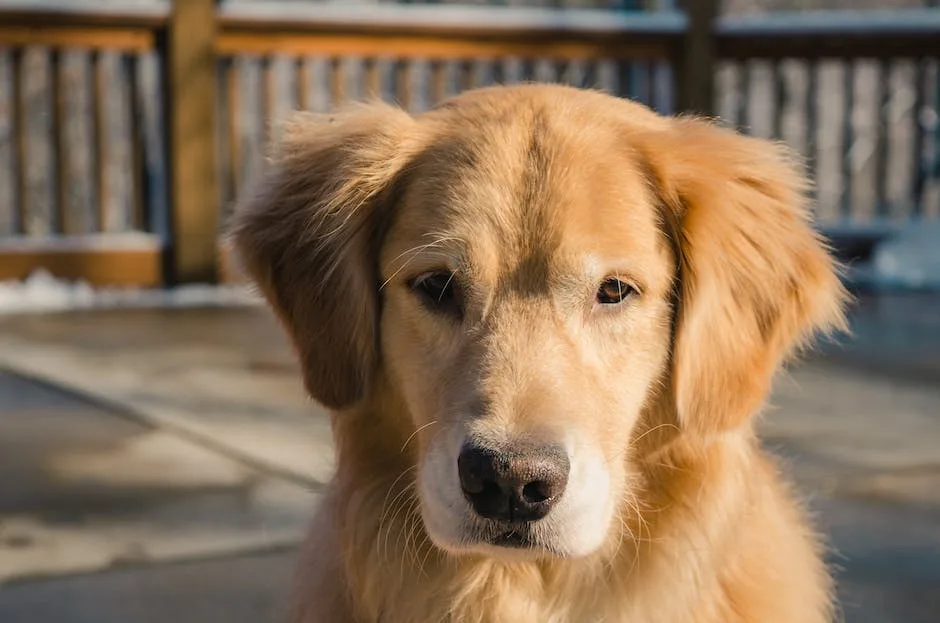 Does a golden retriever shed? 3 does a golden retriever shed_2