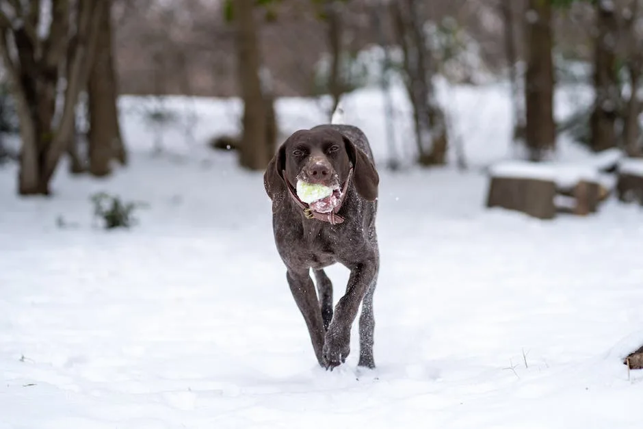 How cold is too cold for a labrador retriever? 3 how cold is too cold for a labrador retriever_2