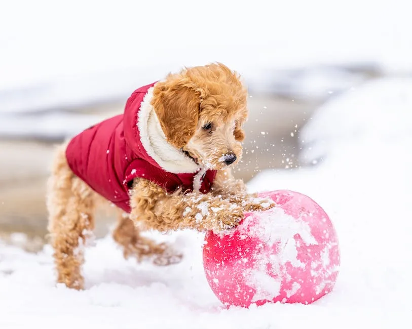 A toy poodle? 3 a toy poodle_2