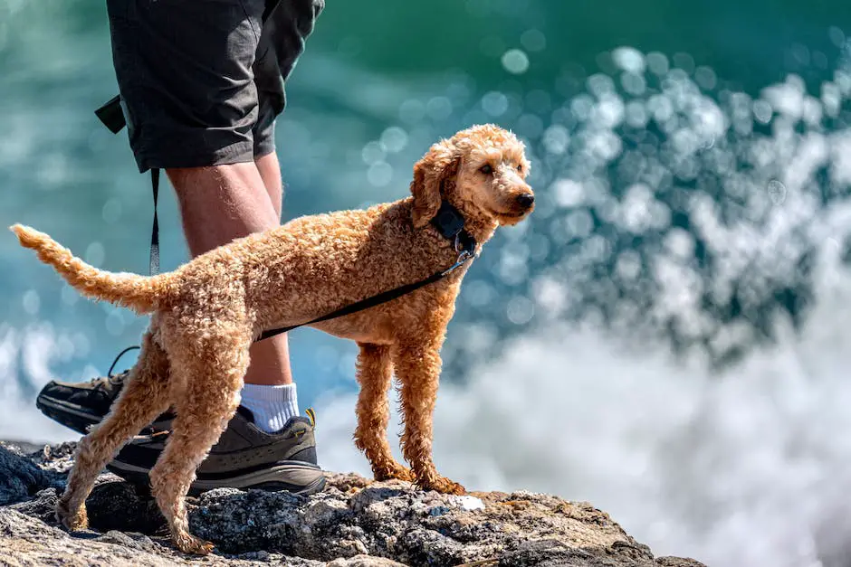 Are poodles water dogs? 2 are poodles water dogs_1