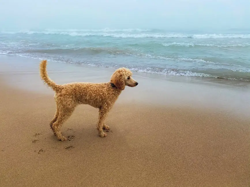Are poodles water dogs? 3 are poodles water dogs_2