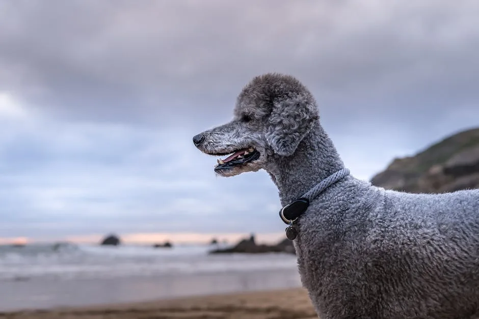 Are standard poodles aggressive? 2 are standard poodles aggressive_1