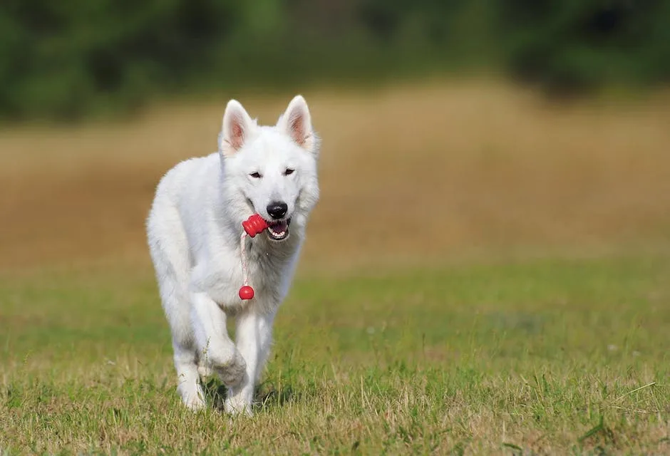 Are white german shepherds rare? 3 are white german shepherds rare_2