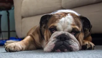 how long does a english bulldog live 1 1.jpg 1
