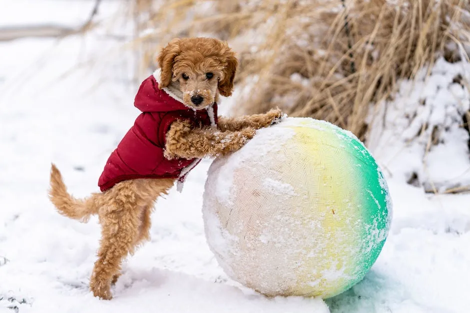 How much does a toy poodle cost? 2 how much does a toy poodle cost_1