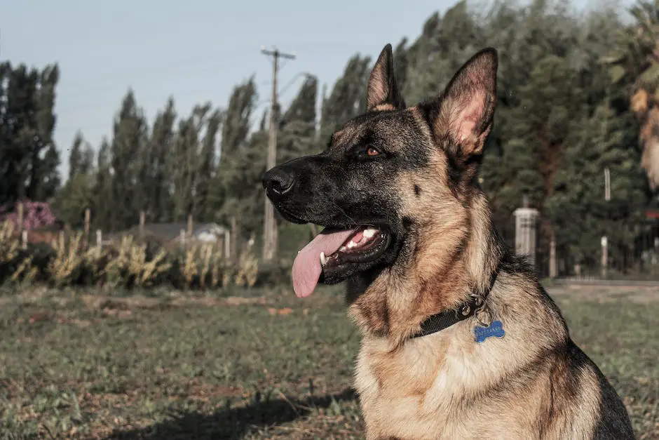 How much average german shepherd dog cost? 3 how much german shepherd cost_2