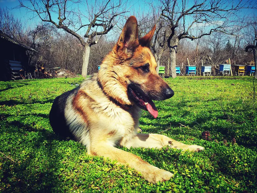 How much does a purebred german shepherd cost? 2 how much is a purebred german shepherd_1